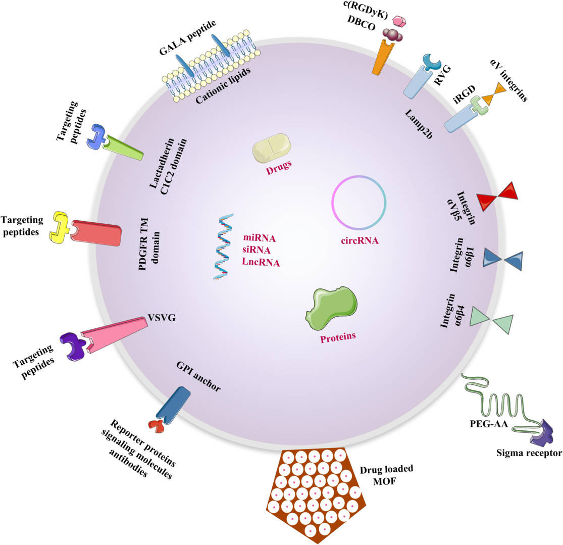 Fig.3 Techniques for directing various cargoes to targeted tissues utilizing engineered exosomes.