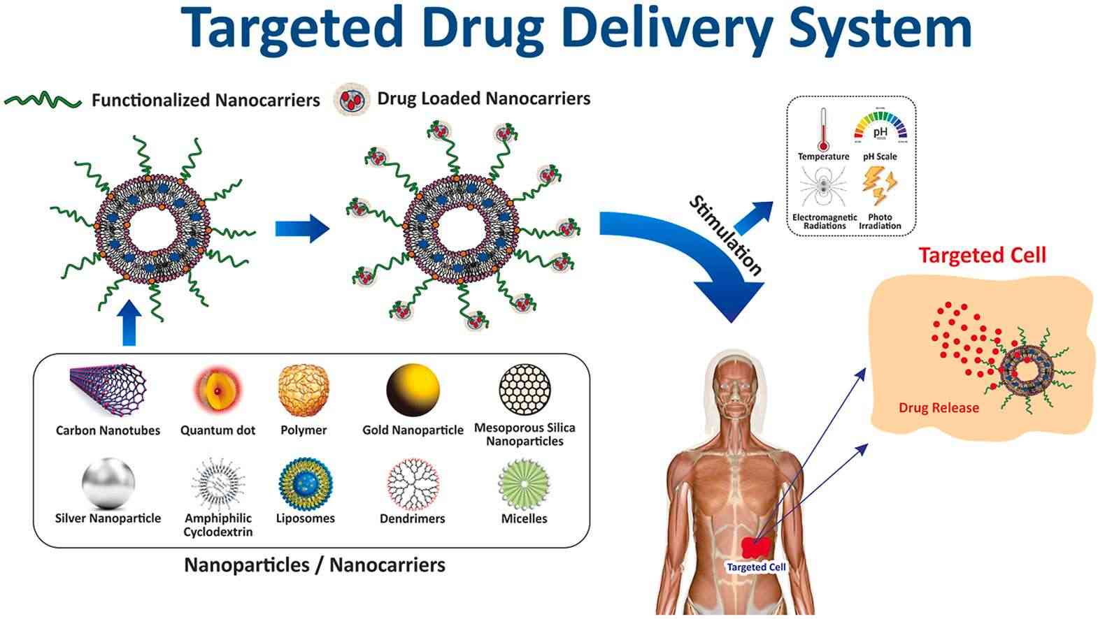 Fig.4 Nanocarriers used in precise drug delivery.