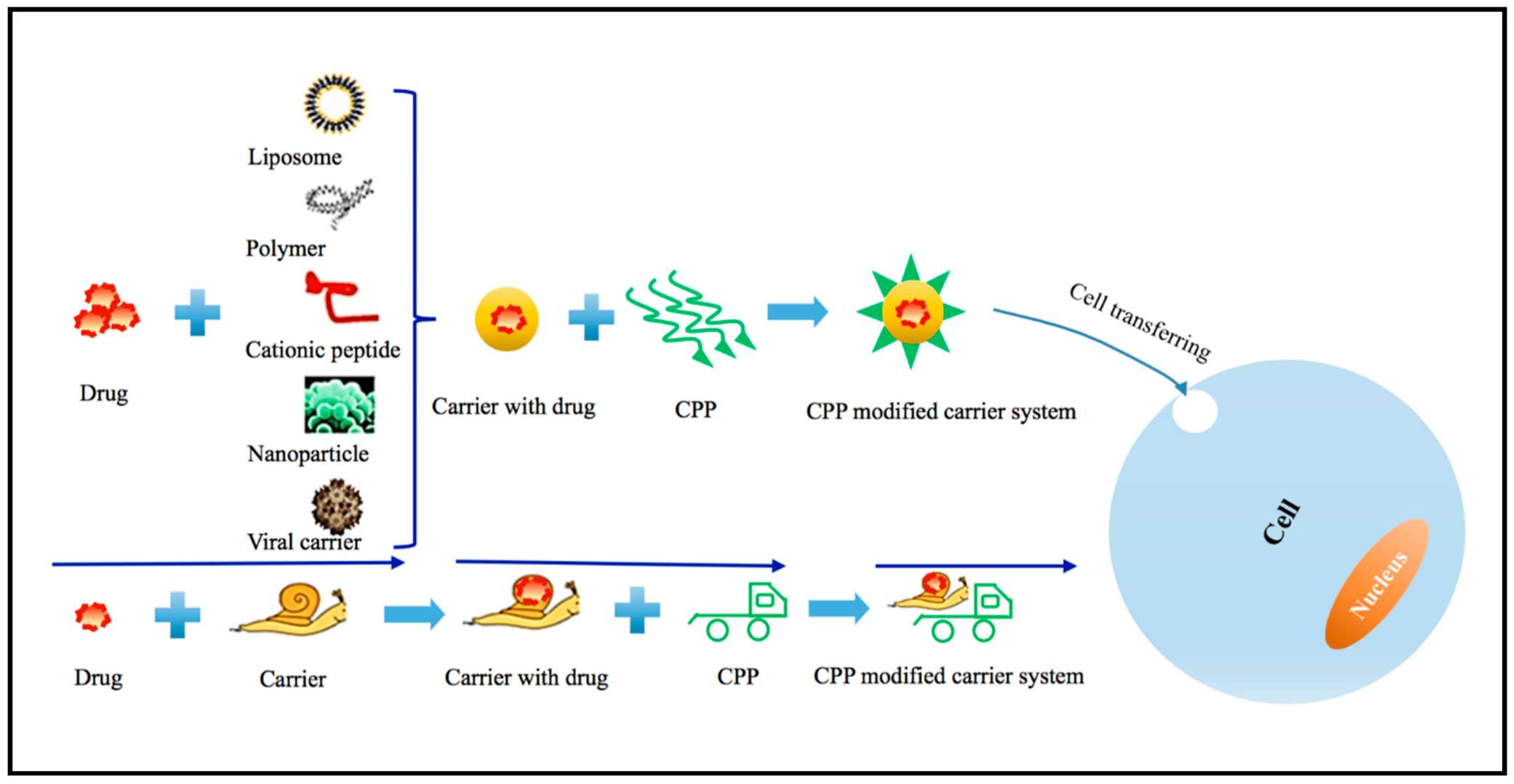 Fig.2 Improved drug delivery mechanism through integrating CPPs with various carriers.