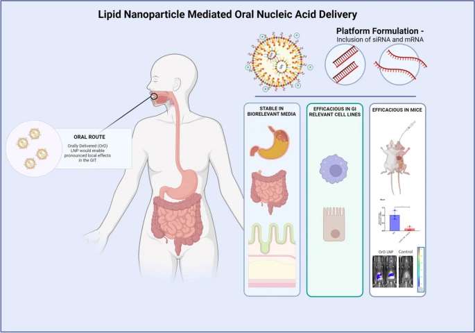 Fig.3 Administering stabilized lipid nanoparticles orally for nucleic acid treatments.