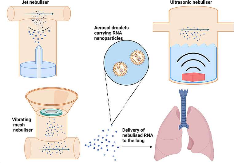 Fig.3 Transitioning RNA formulations from aerosol to cellular uptake in lung delivery.