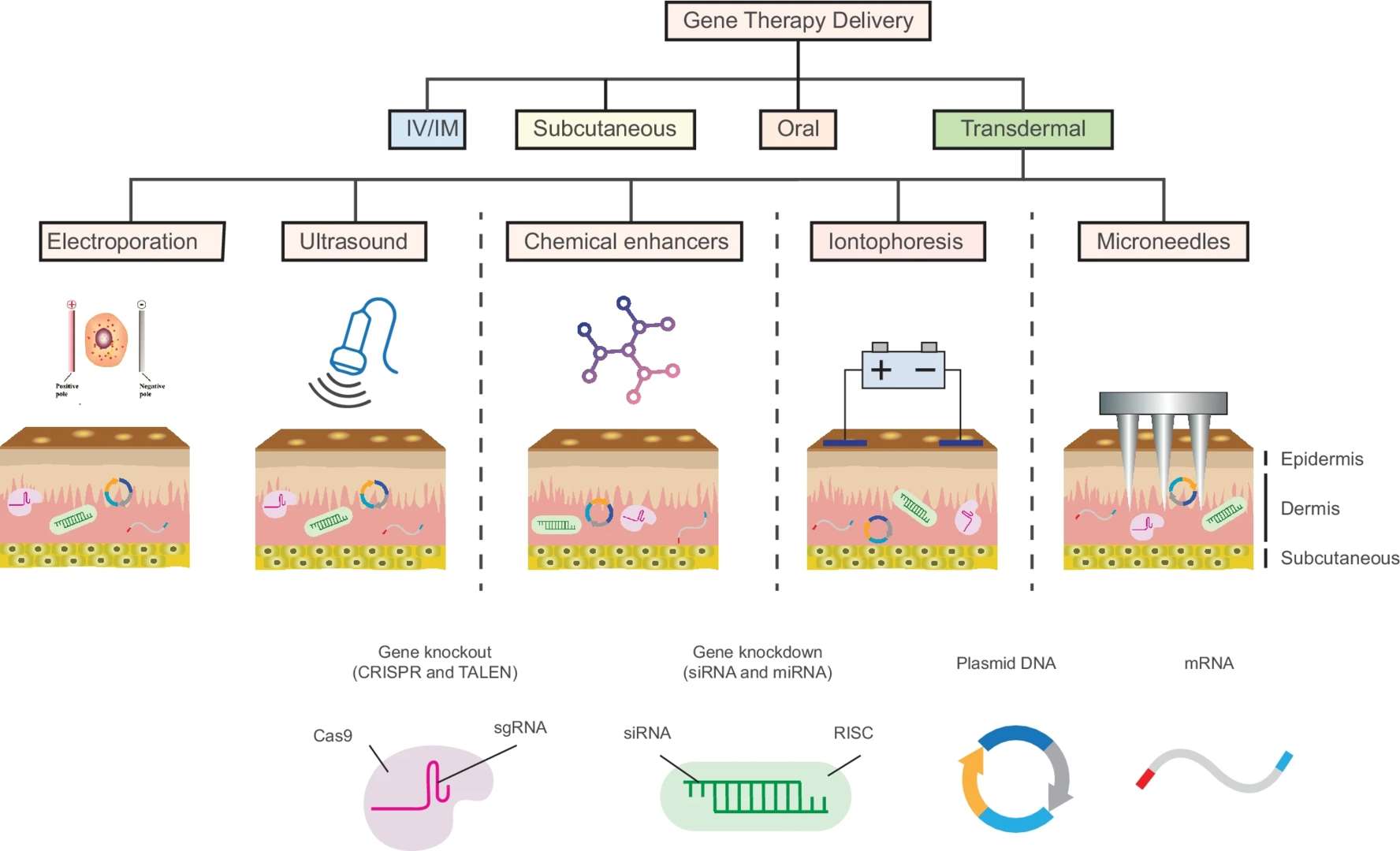 Fig.2 Illustration of various methods for transdermal gene therapy.