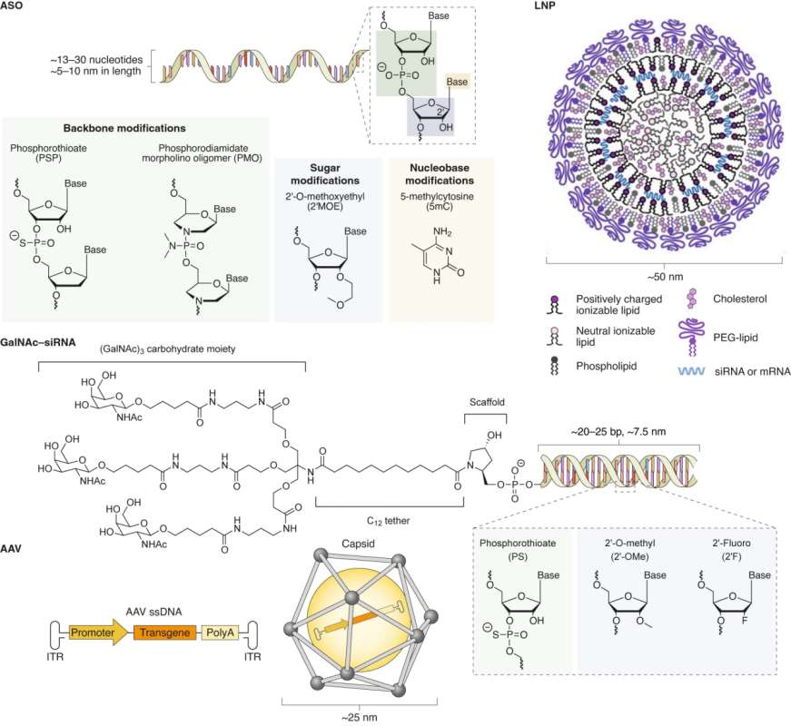 Fig.1 The delivery system for the development of nucleic acid therapeutics.