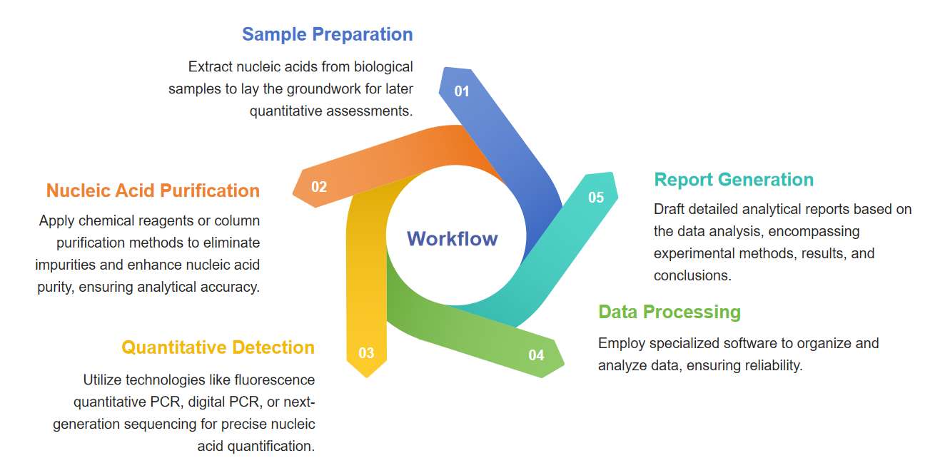 Fig.1 Flow chart for the quantitative analysis of nucleic acid drugs.