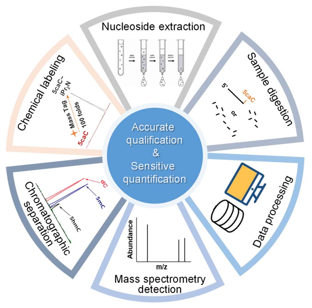 Fig.2 Mass spectrometry assists in the quantitative evaluation of nucleic acids.