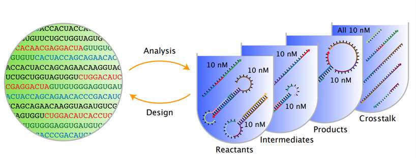 Fig.1 Structural characterization for nucleic acid drug