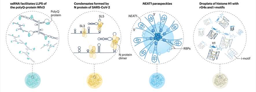 Fig.3 Identification of RNA structures