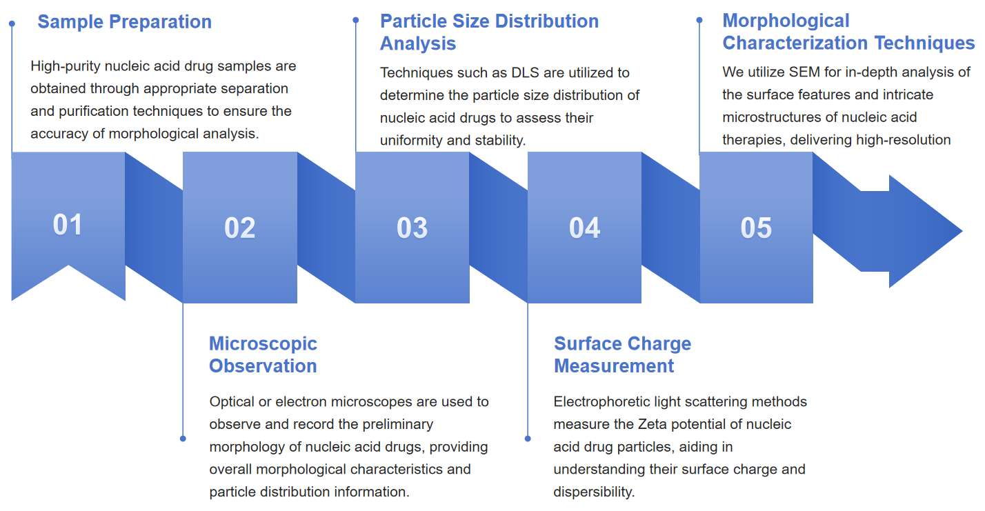 Fig.1 Visual process outline for analyzing the morphology of nucleic acid drugs.