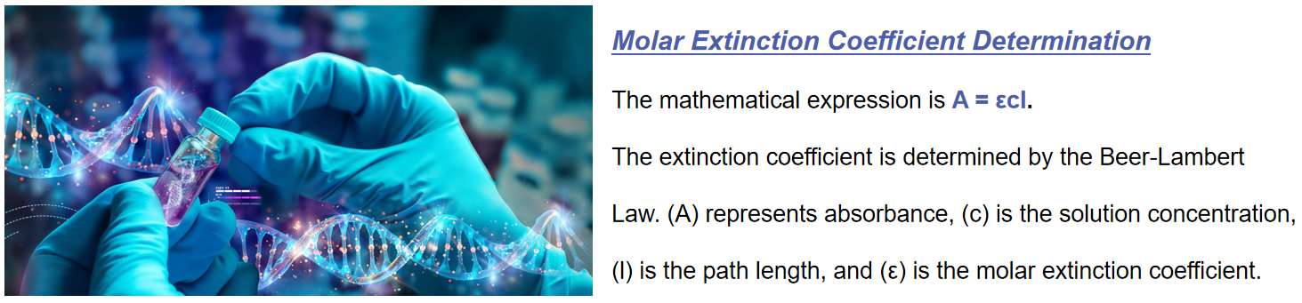 Fig.1 Determining the molar extinction coefficient for nucleic acid therapeutics.