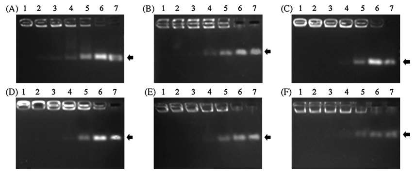 Fig.1 Physicochemical characterization techniques for siRNA.