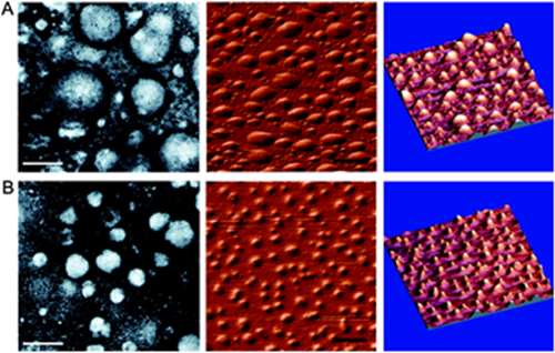 Fig. 3 Characterization of unPEGylated and PEGylated siRNA particles by TEM & AFM.