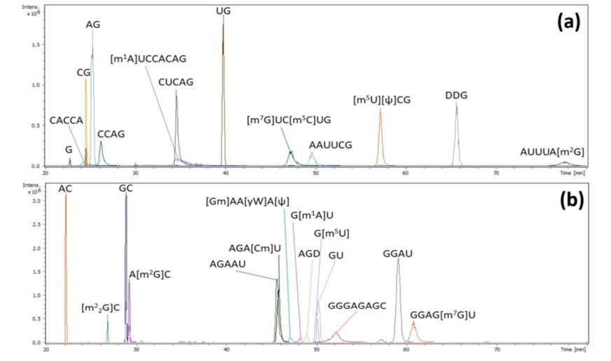 Fig. 3 CE-MS analysis of tRNA impurity.