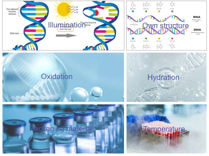 Fig.1 Factors affecting nucleic acid drug stability.