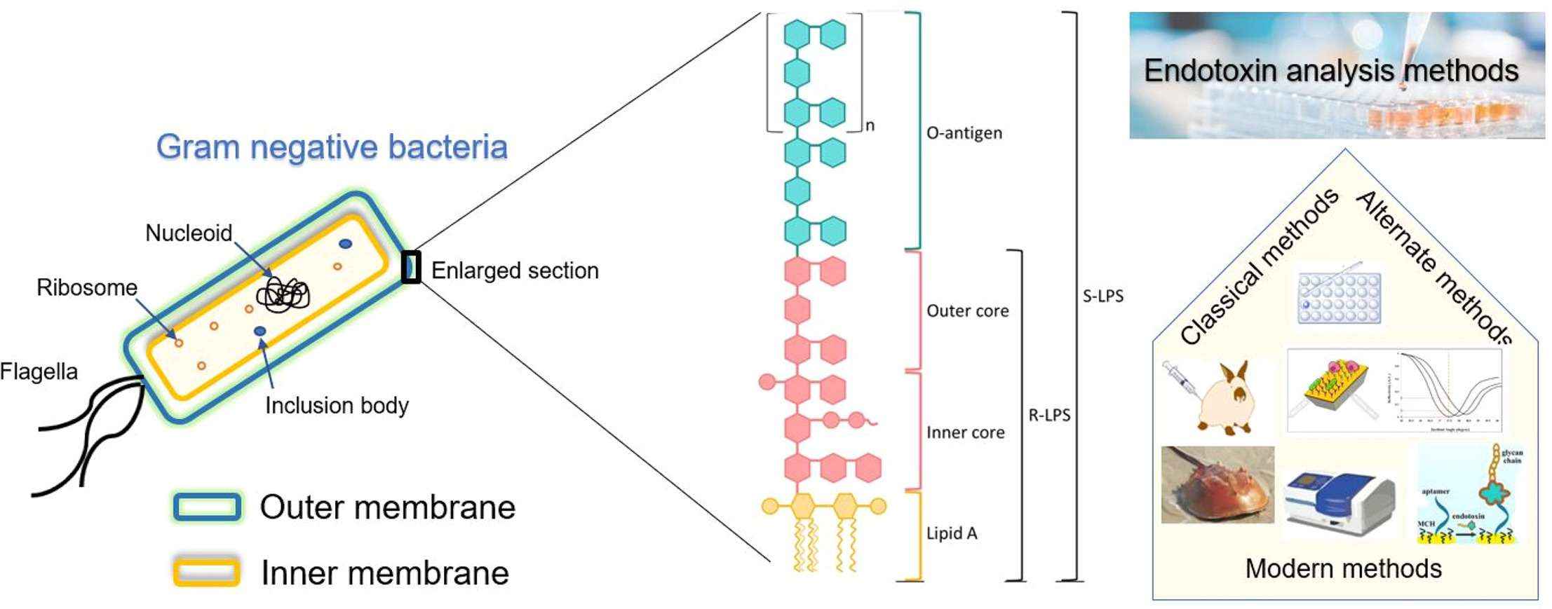 Fig.2 There are new advancements in endotoxin analysis.