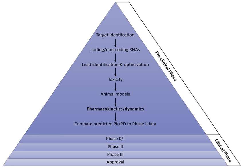 Fig.1 Application of pharmacokinetics in nucleic acid therapeutics.