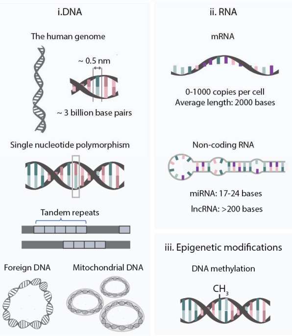 Fig.1 Nucleic acid biomarkers. 