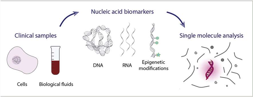 Fig.3 Nucleic acid biomarkers analysis.