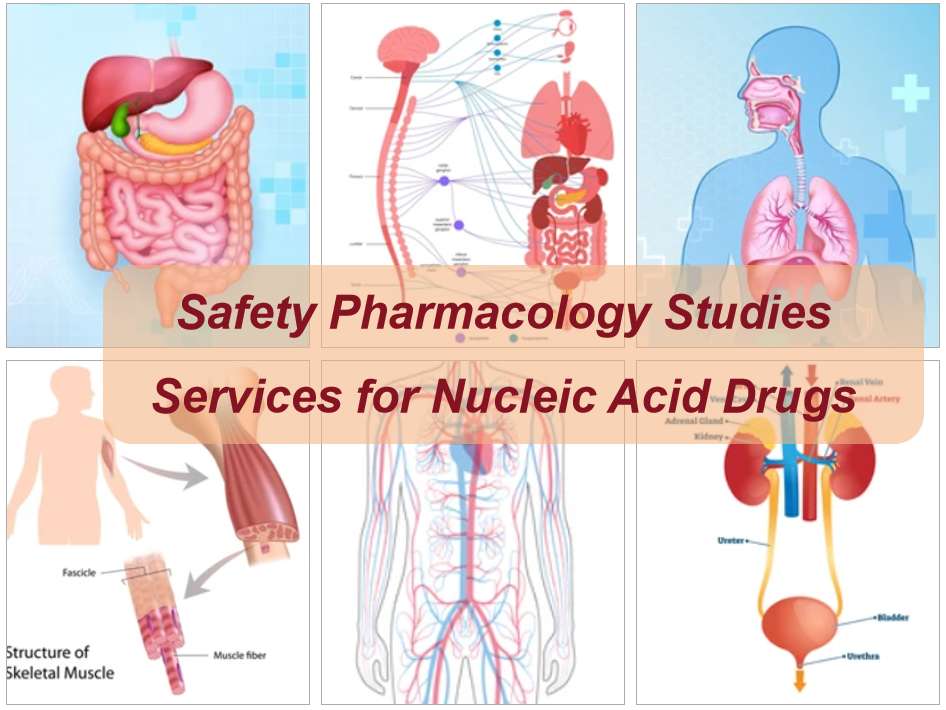 Fig.1 Types of research services in safety pharmacology.