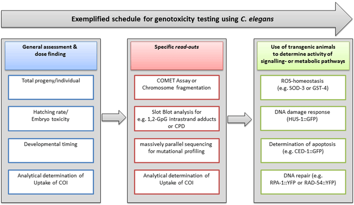 Fig.2 Sample timeline for conducting genotoxicity testing.