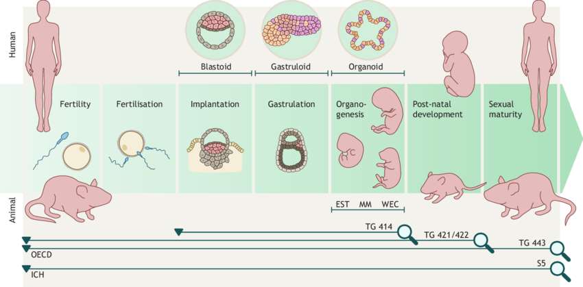 Fig.2 Schedule for testing toxicity related to reproduction and development.