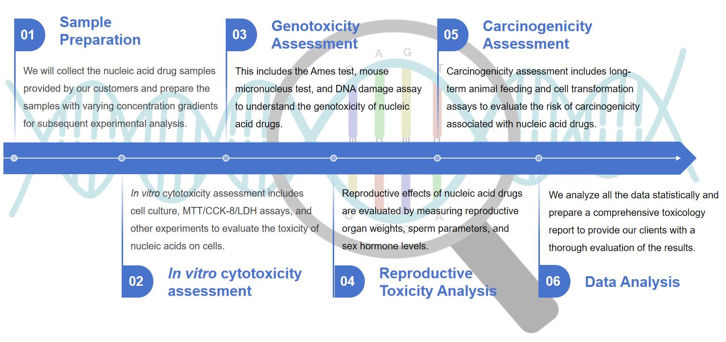 Fig.2 Nucleic acid drugs toxicology flow chart.