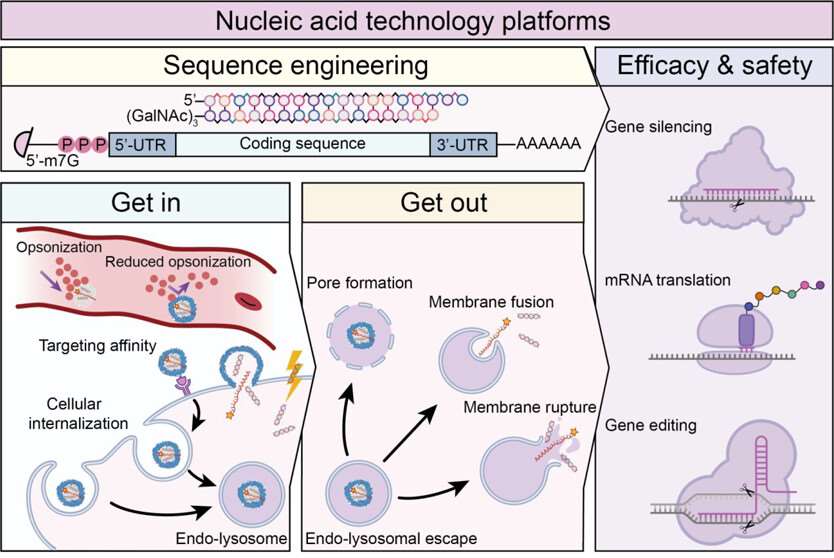 Fig.3 Development of nucleic acid formulations.