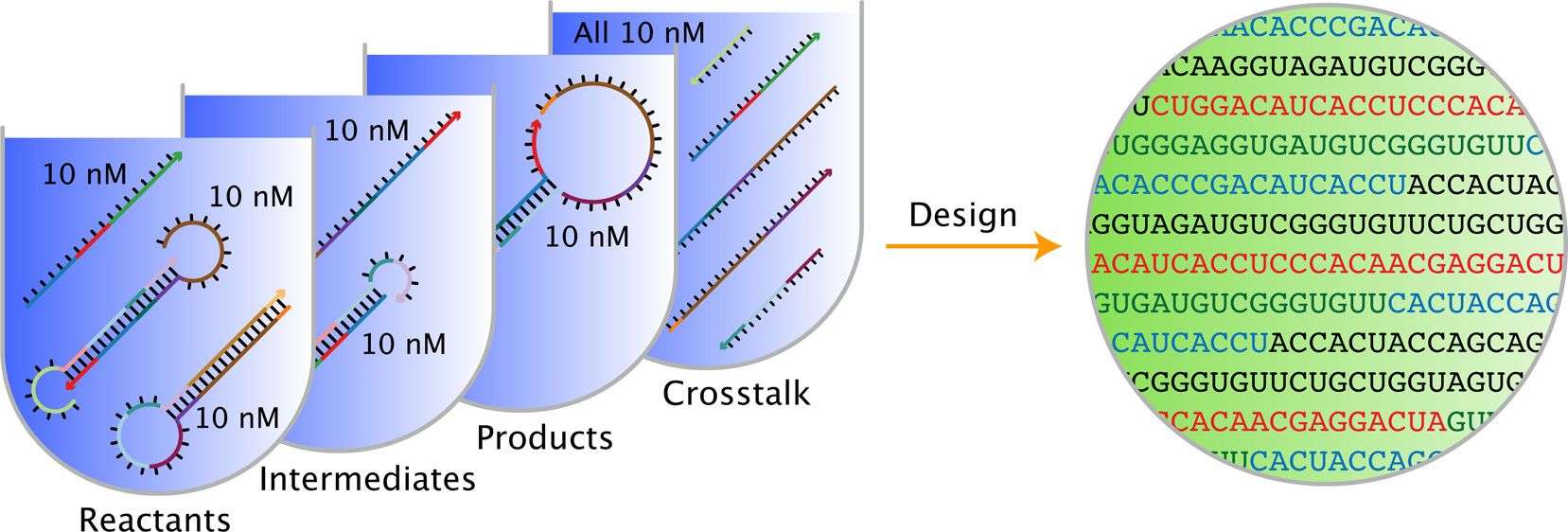 Fig. 3 Engineering nucleic acid reaction pathways by constraining multistate sequence design.