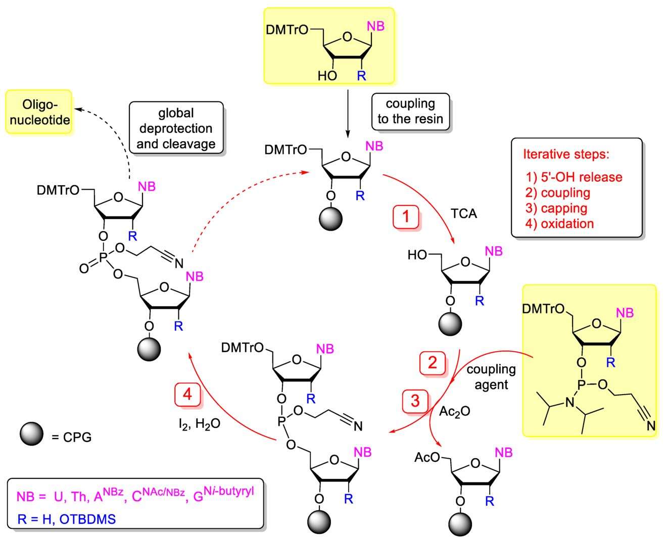 Fig.2 Phosphoramidite chemistry for the synthesis of oligonucleotides in solid phase