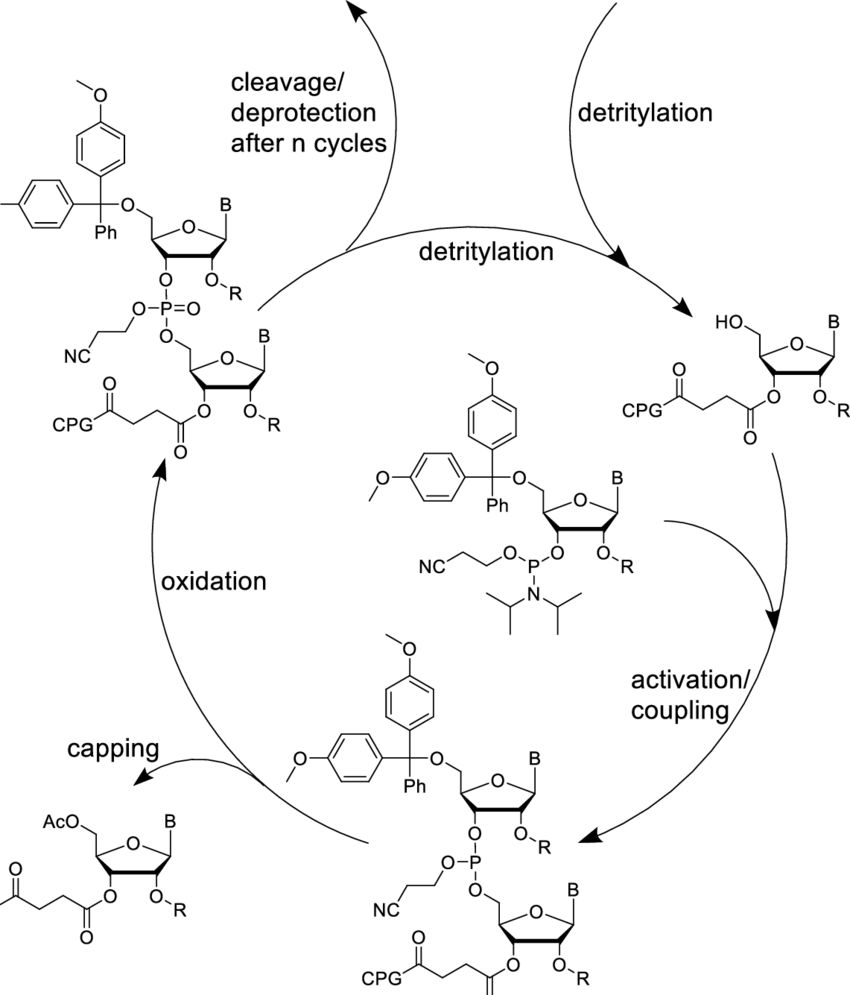 Fig.3 Synthesis of RNA in solid phase with phosphoramidites