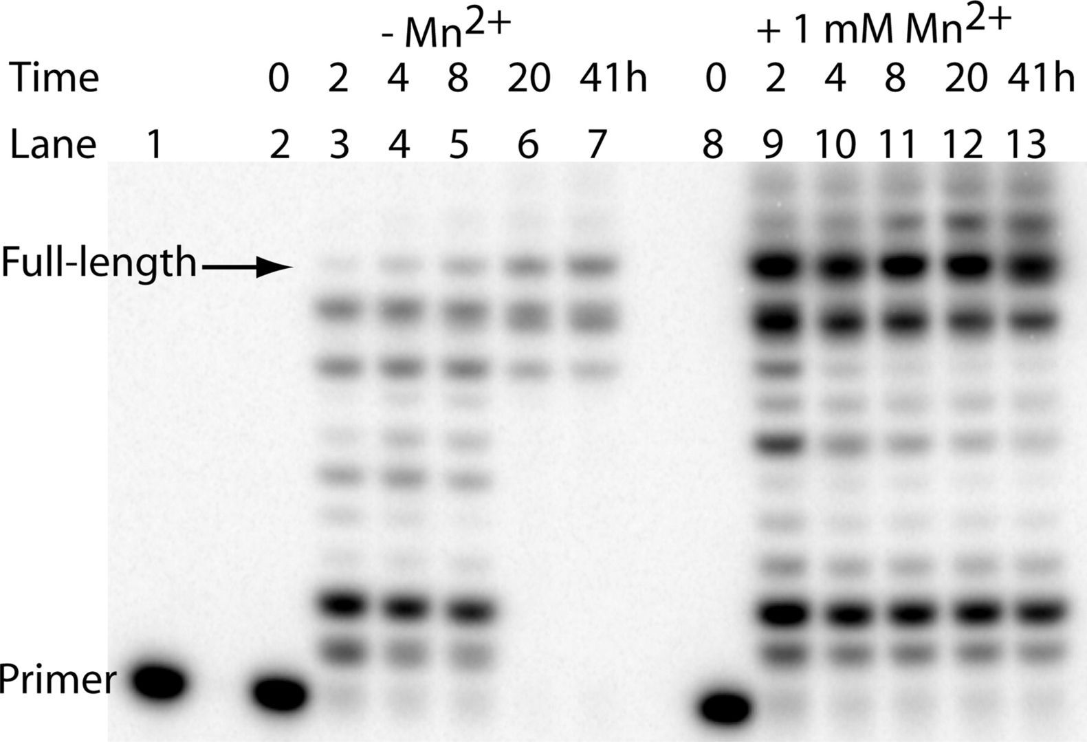 Fig.2 Enzymatic synthesis of DNA on glycerol nucleic acid templates