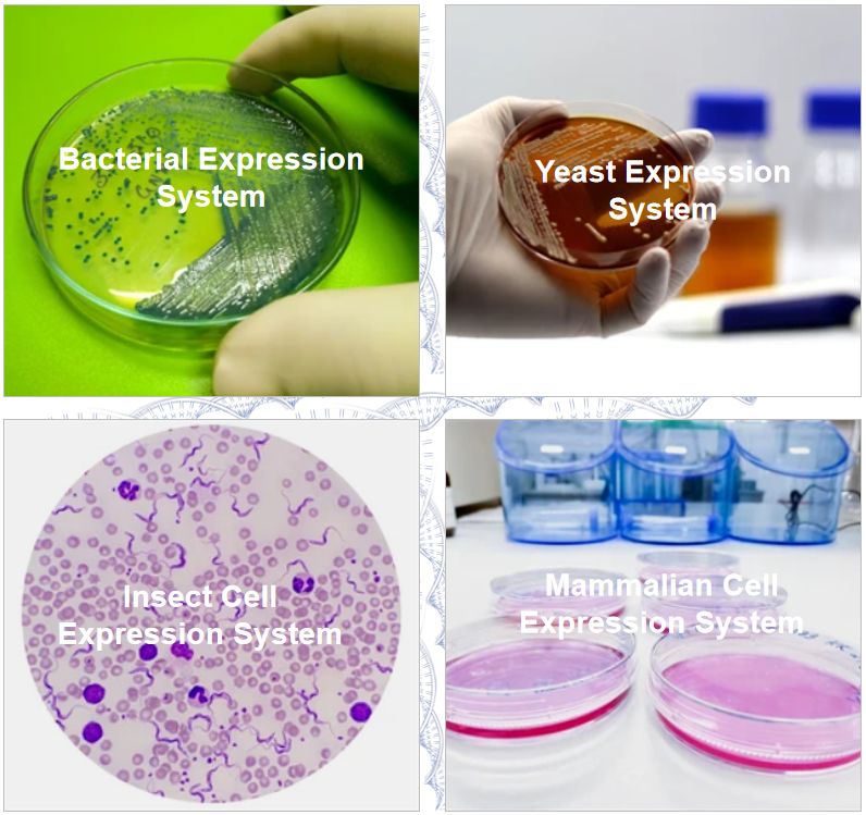 Fig.1 Systems for the preparation of nucleic acid drugs.