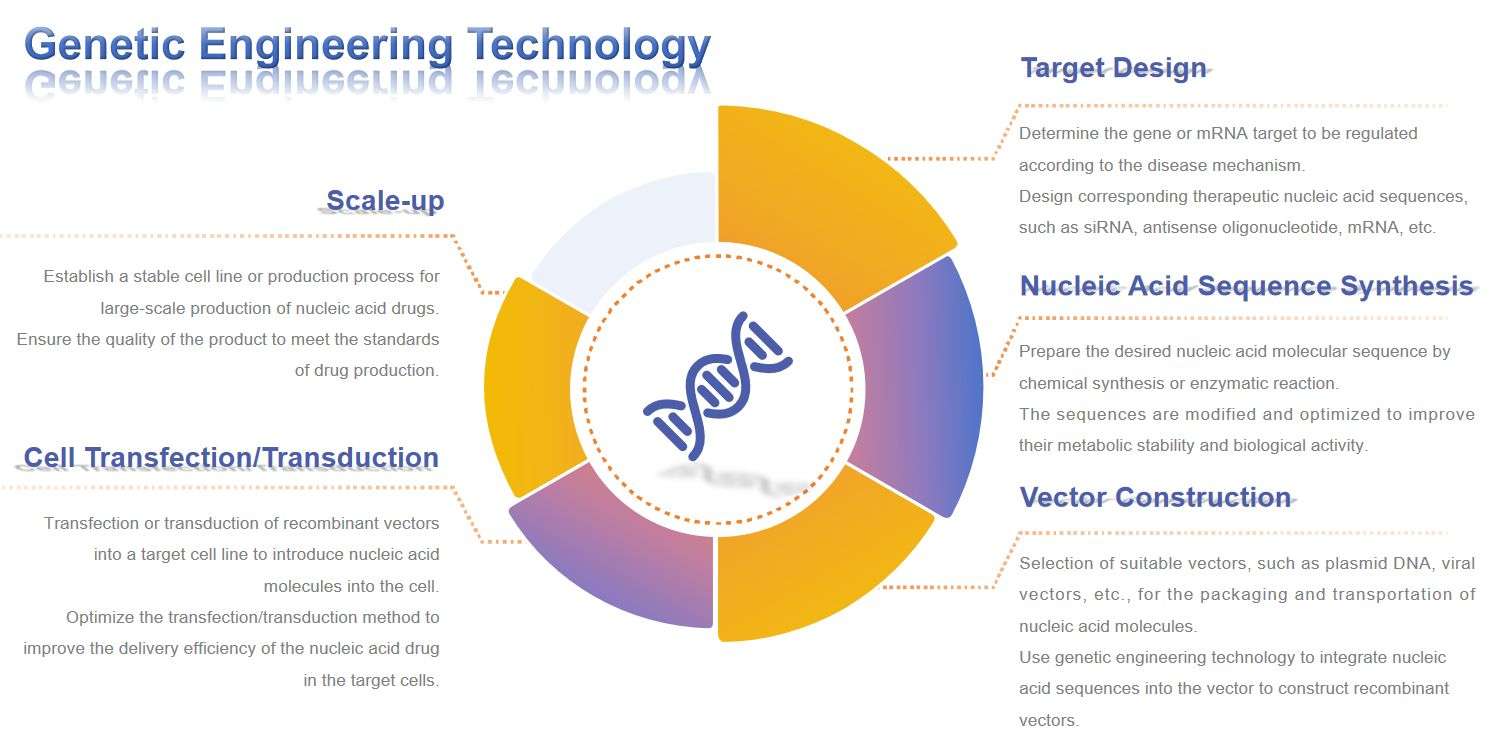 Fig.2 Genetic engineering technology preparation process.