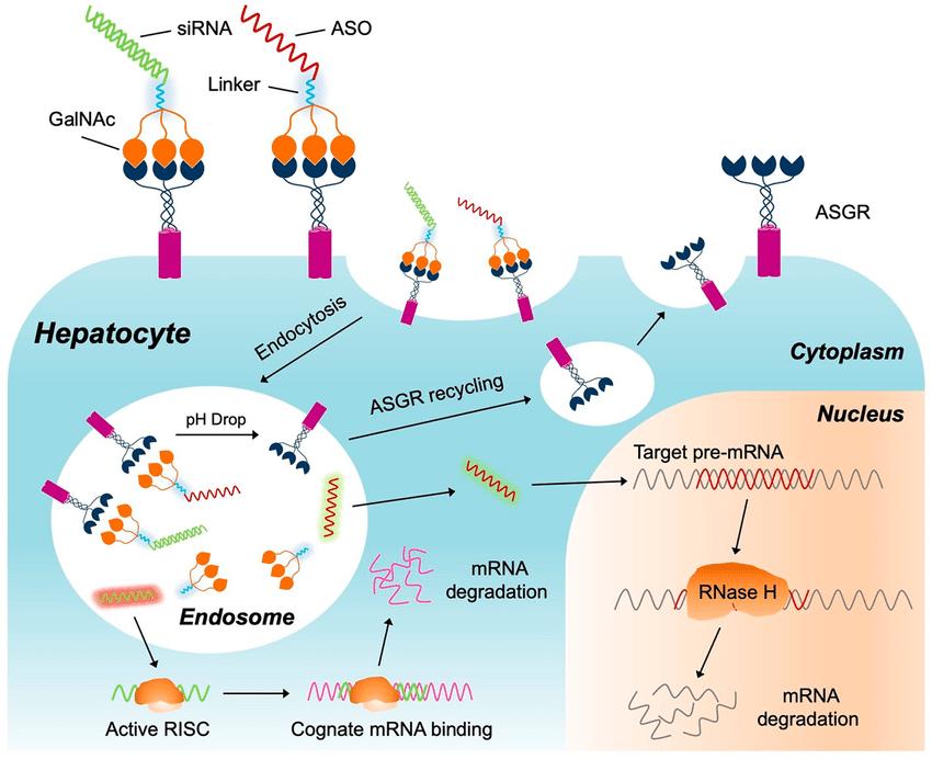 Fig.2 GalNAc-mediated siRNA and ASO for drug delivery