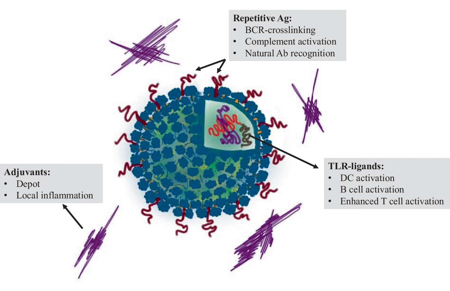 Fig.1 Immune Mechanisms of Vaccines Utilizing Virus-like Particles (VLPs)