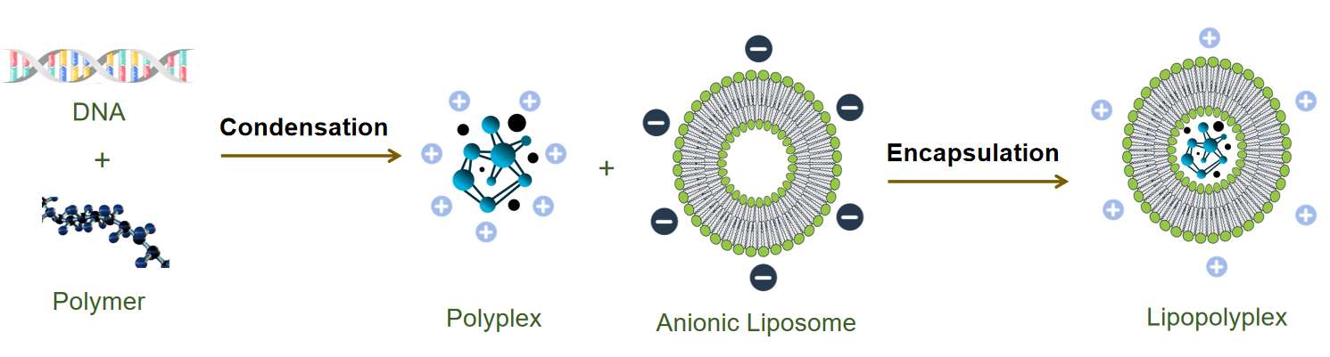 Fig.1 The process of forming Lipopolyplex.