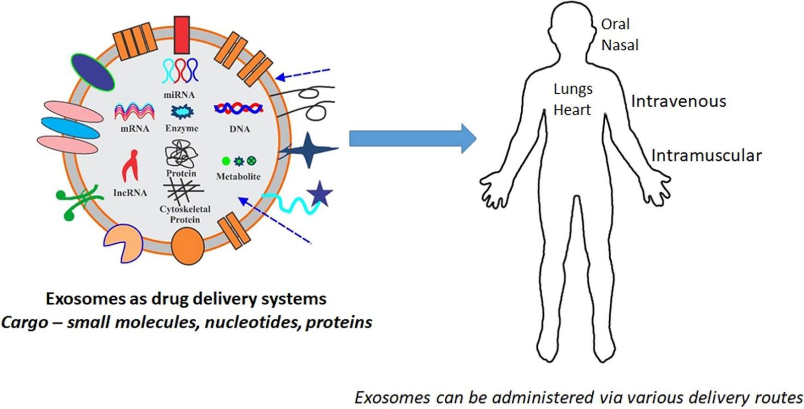 Fig.2 Exosomes platform for drug delivery