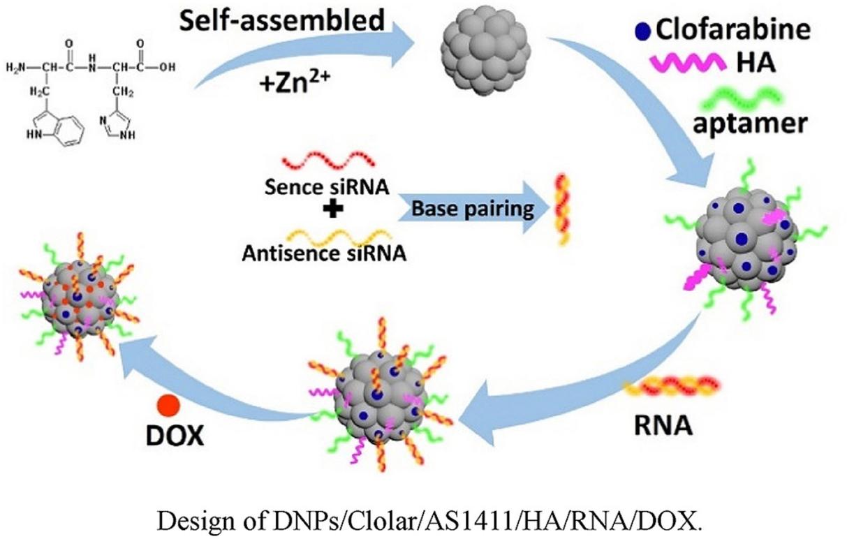 Fig.2 Peptide nanoparticles for drug delivery