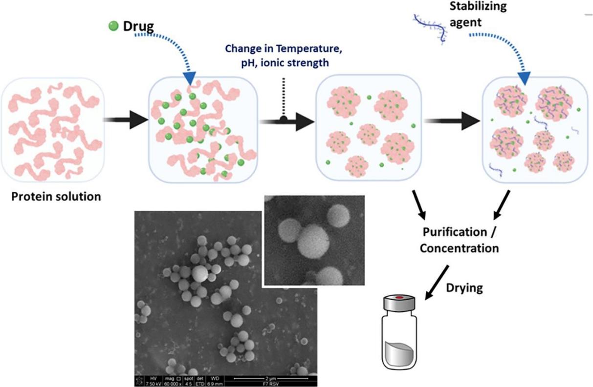 Fig.2 Protein-based nanoparticles for drug delivery