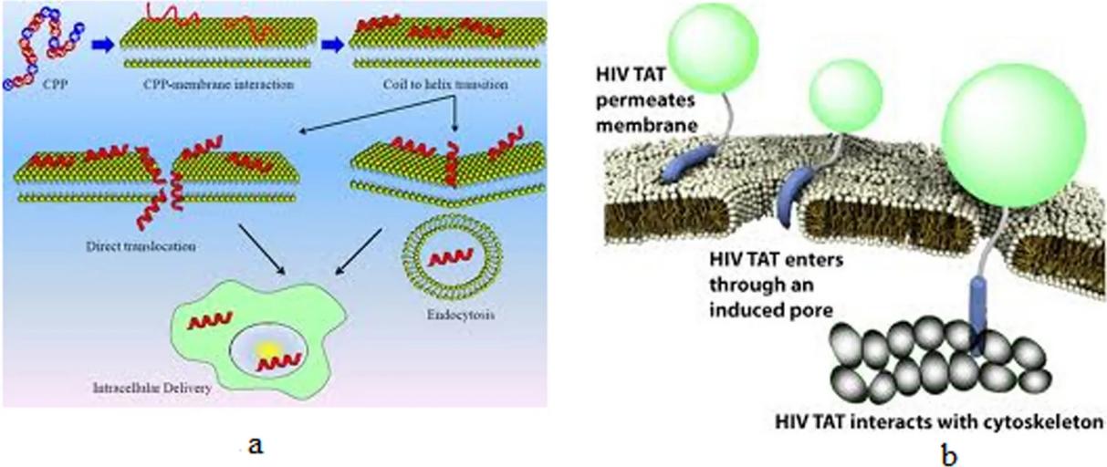 Fig.3 Introduction to cell penetrating peptides