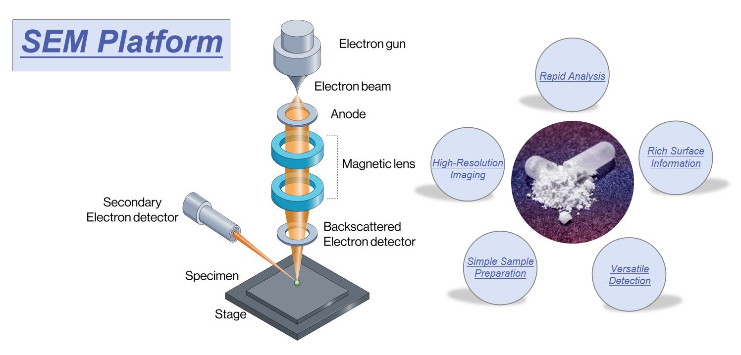 Fig.1 SEM technology platform for nucleic acid drugs