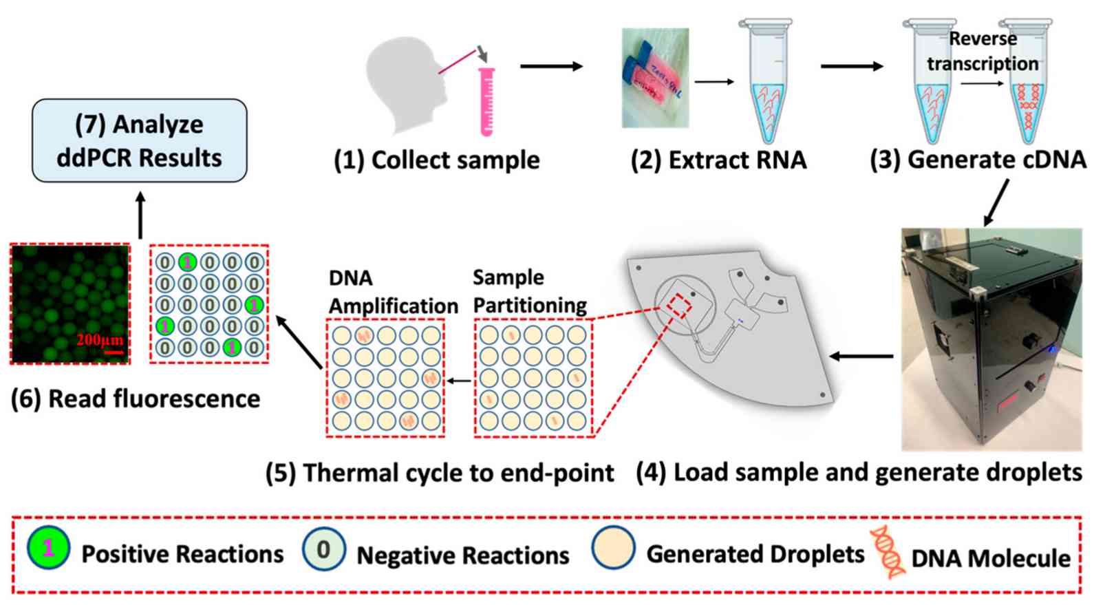 Fig.1 Procedure of ddPCR technology