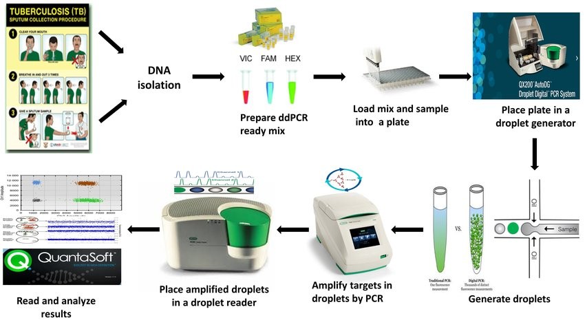 Fig.2 Workflow of the droplet digital PCR (ddPCR) assay