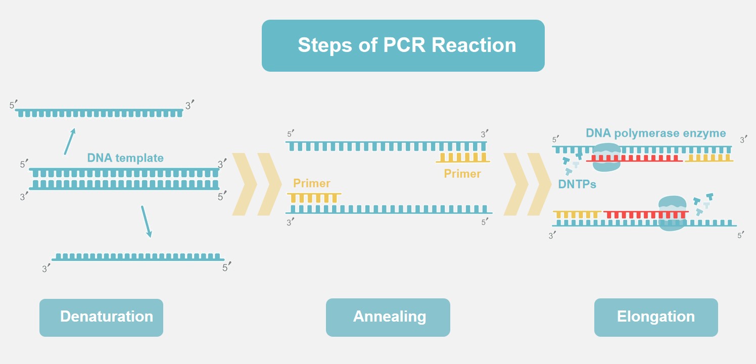 Fig.1 Procedures for PCR reactions