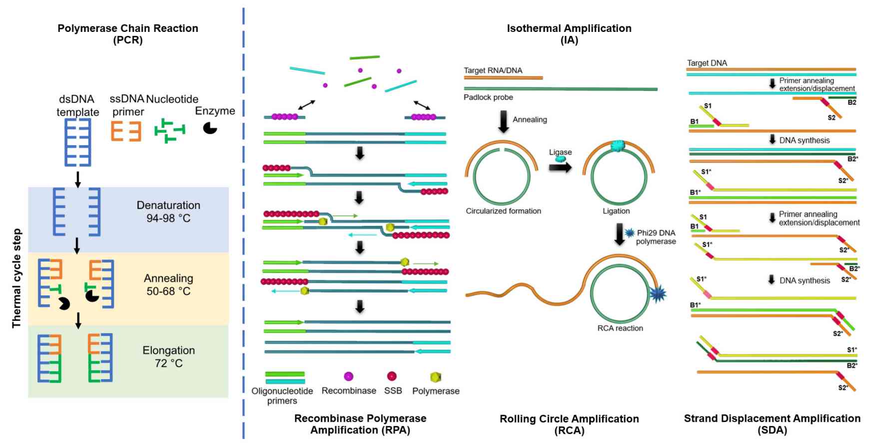 Fig.2 PCR technology for rapid disease diagnosis