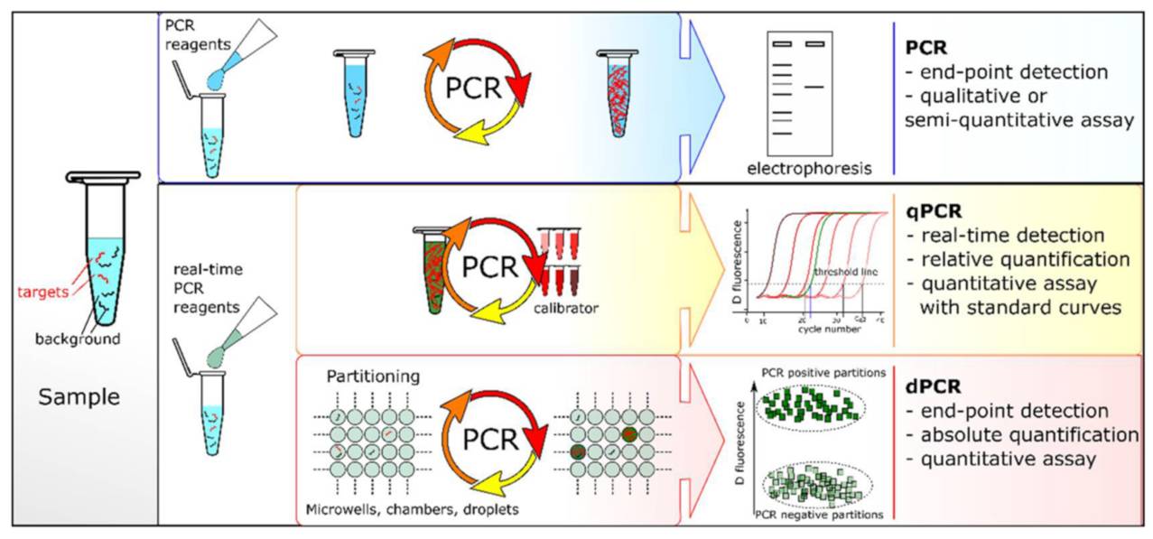 Fig.2 Real-time qPCR technology for accurate diagnostic testing