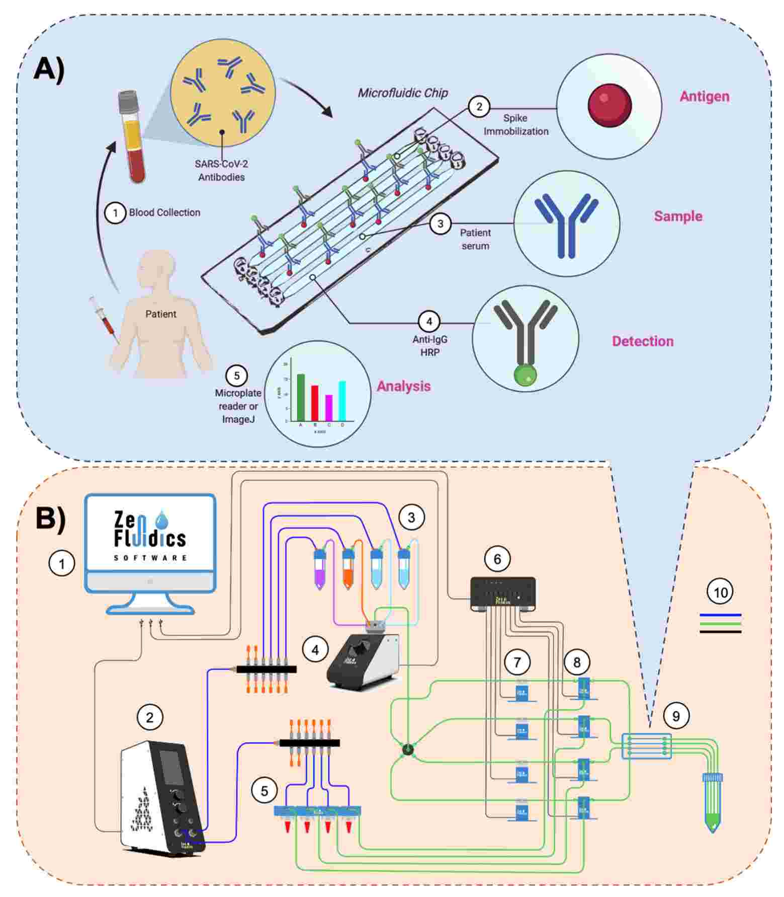 Fig.3 ELISA technology for antibodies