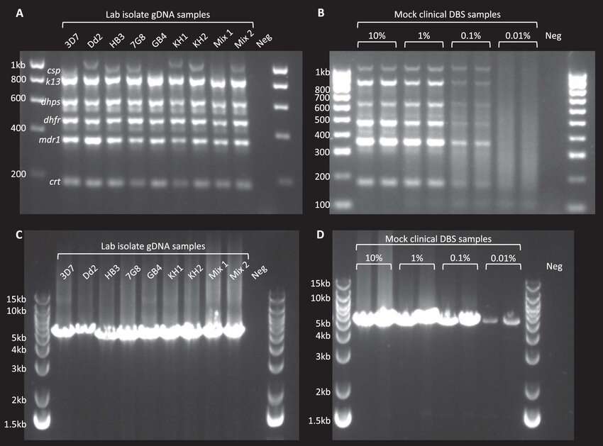 Fig.2 Gel analysis of PCR amplifications.