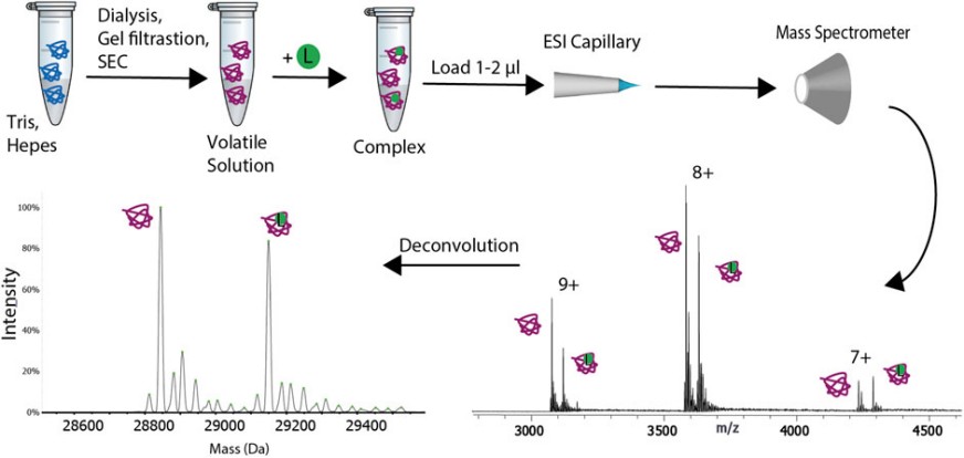 Fig.2 Diagrammatic outline of the mass spectrometry experimental process