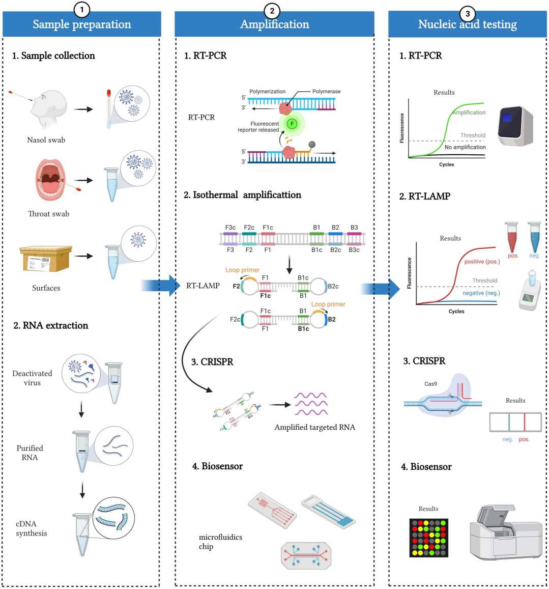 Fig.2 PCR analysis for nucleic acid detection