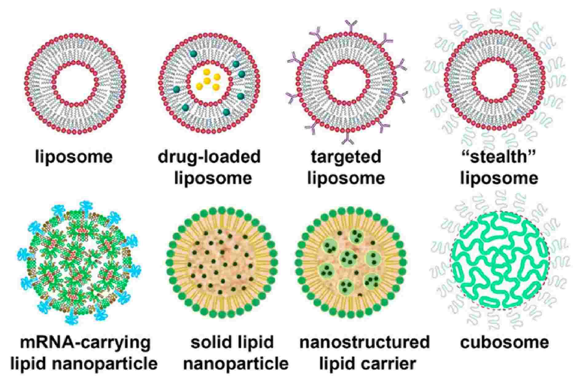 Fig.3 LNP formulations as DDSs